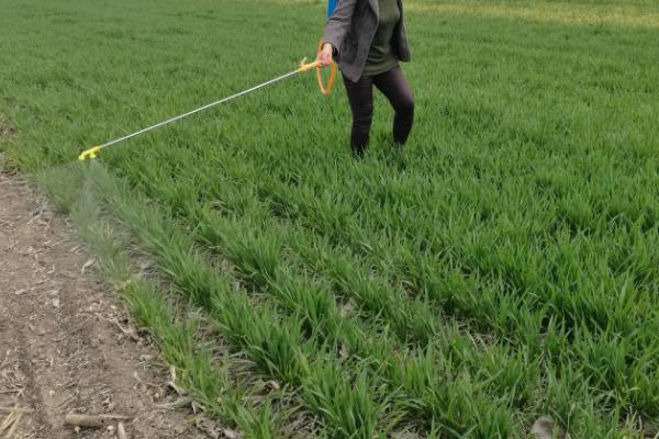 多菌灵喷多了烧叶子吗