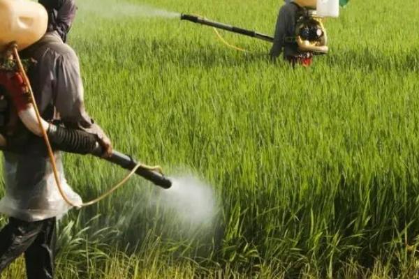 多菌灵的使用方法及用量