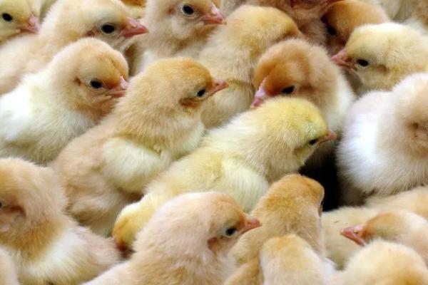 养鸡买多大的鸡苗好