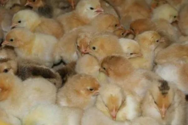 养鸡买多大的鸡苗好