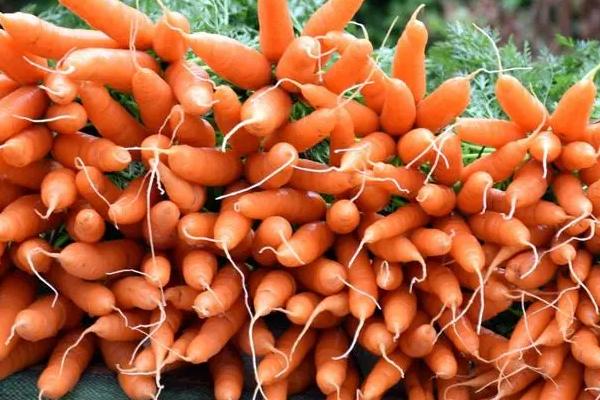 红萝卜和胡萝卜的区别