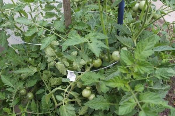 种西红柿需要掐尖吗