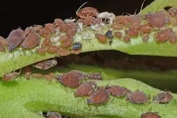 防治蚜虫的特效药