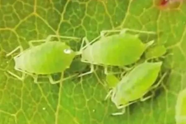 防治蚜虫的特效药