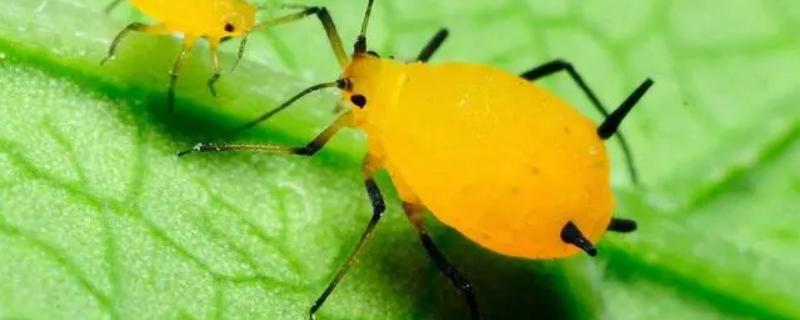 蚜虫怕什么