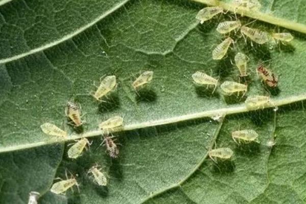 辣椒树长蚜虫怎么处理