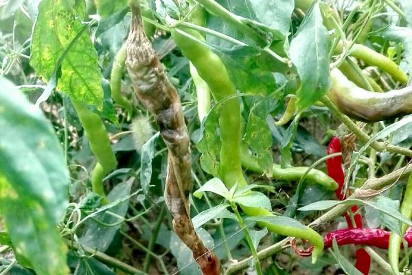 辣椒腐烂打什么药效果好