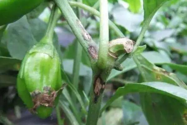 辣椒腐烂打什么药效果好