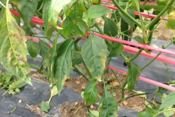 辣椒落果打什么药效果更好