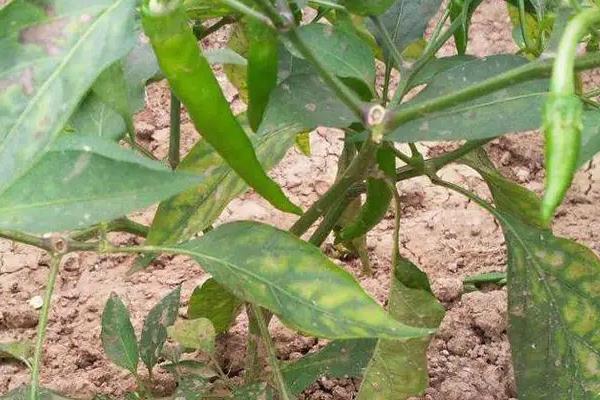 辣椒落果打什么药效果更好