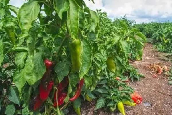 辣椒落果打什么药效果更好