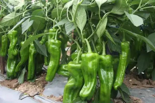 辣椒落果打什么药效果更好