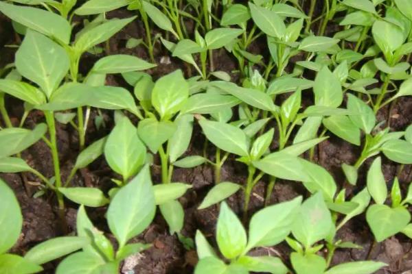 辣椒防冻打什么药