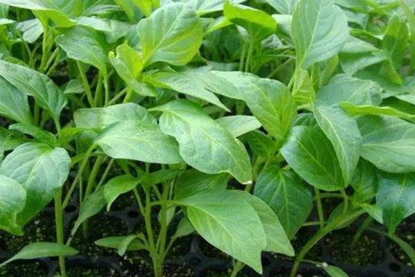 辣椒防冻打什么药