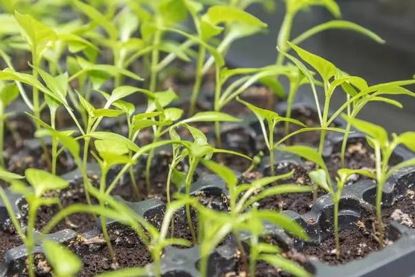 辣椒防冻打什么药