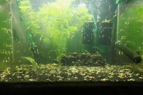 黑壳虾爆缸怎么办