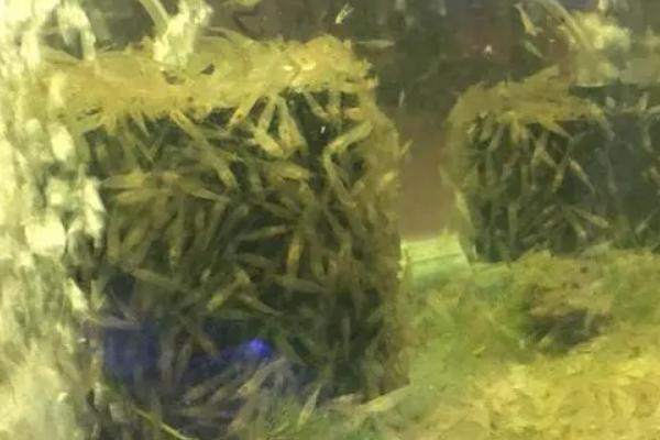 黑壳虾爆缸怎么办