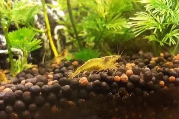 黑壳虾爆缸怎么办