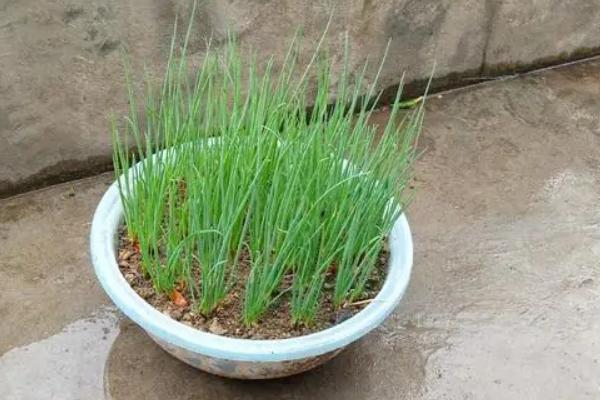 阳台种葱施什么肥料