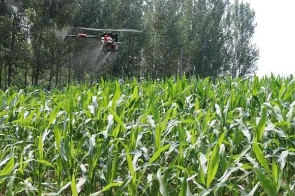玉米除草用什么除草剂