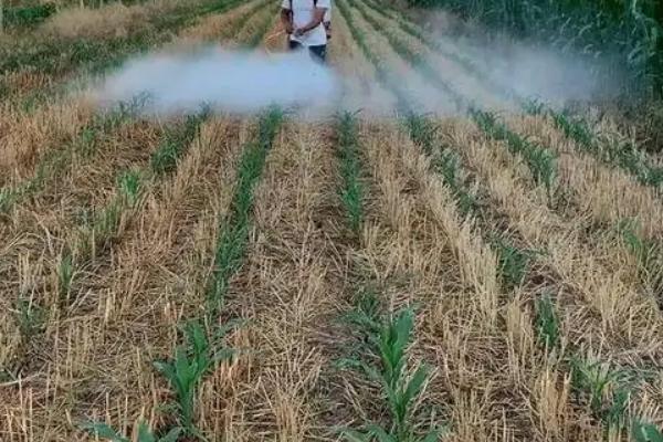 玉米除草用什么除草剂