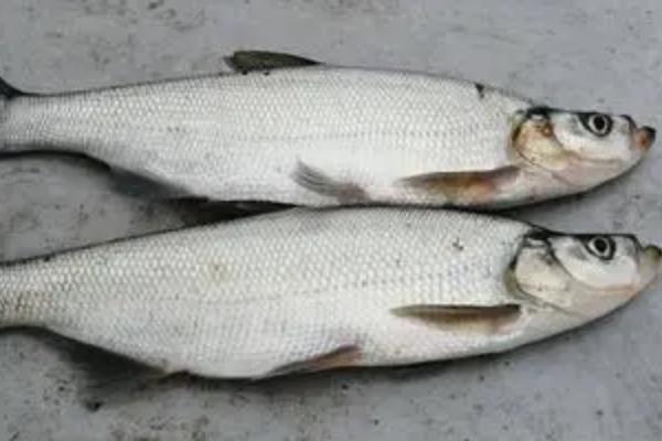 十月份如何钓翘嘴