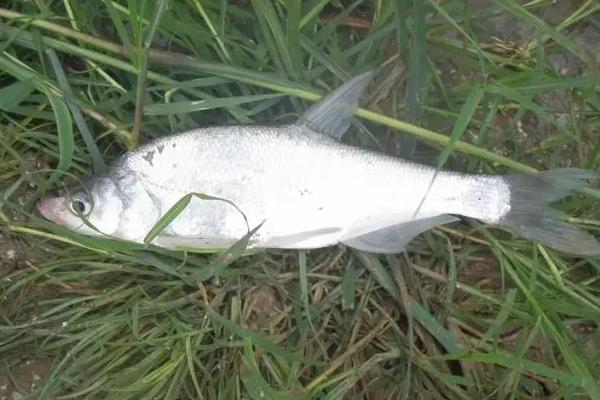 十月份如何钓翘嘴