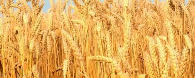 冬小麦主要分布在哪里