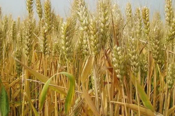 冬小麦主要分布在哪里