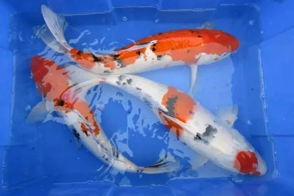 锦鲤鱼有什么颜色