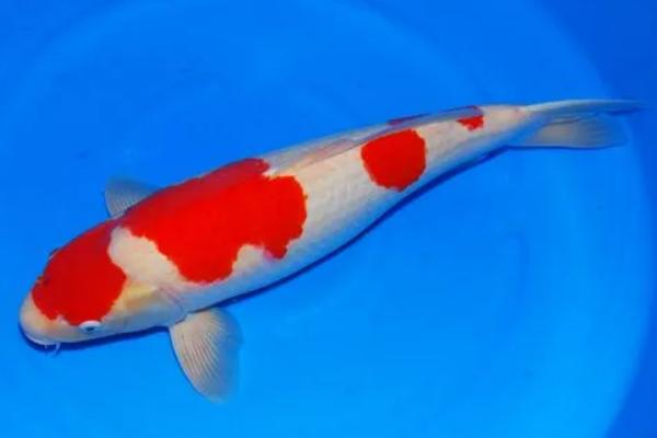 锦鲤鱼有什么颜色