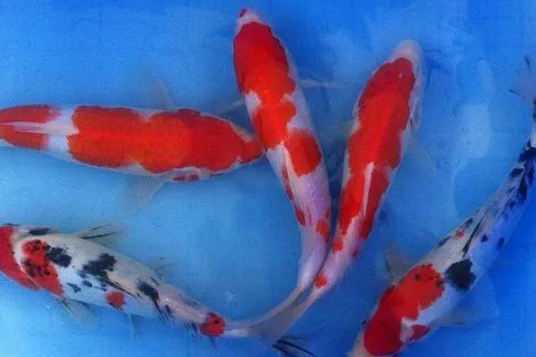 锦鲤鱼有什么颜色