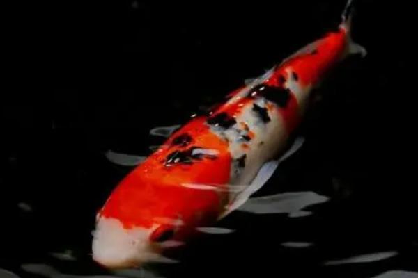 黑色锦鲤鱼为什么不能养