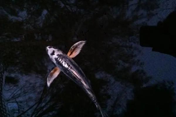 黑色锦鲤鱼为什么不能养