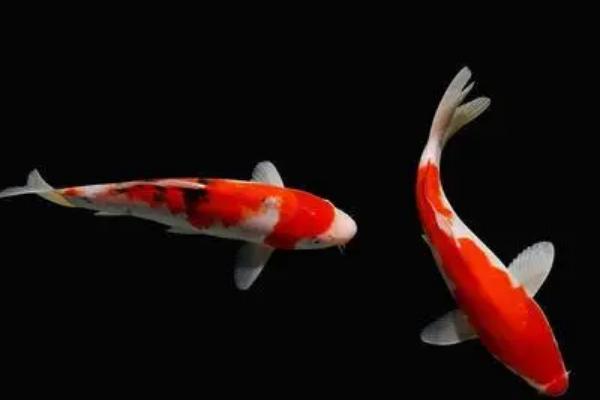 锦鲤鱼一周喂一次行吗