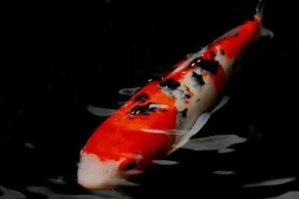 锦鲤鱼一周喂一次行吗