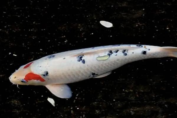 锦鲤鱼一周喂一次行吗