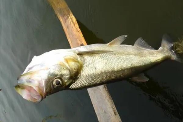 十月份如何钓翘嘴