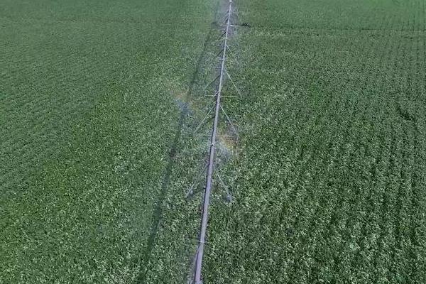 氰氟草酯对大豆有没有药害