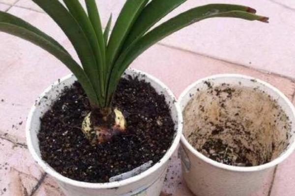 芝麻饼肥料适合什么花