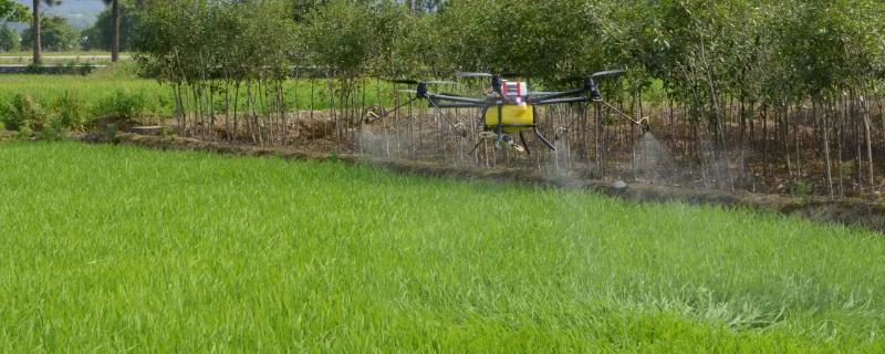 吡虫啉可以杀蓟马吗