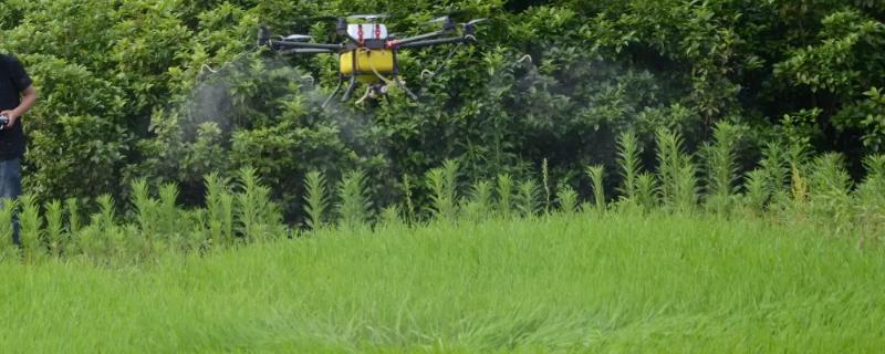 吡虫啉能杀蓟马吗