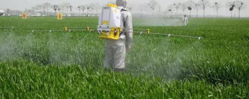 吡虫啉可以杀蚜虫吗