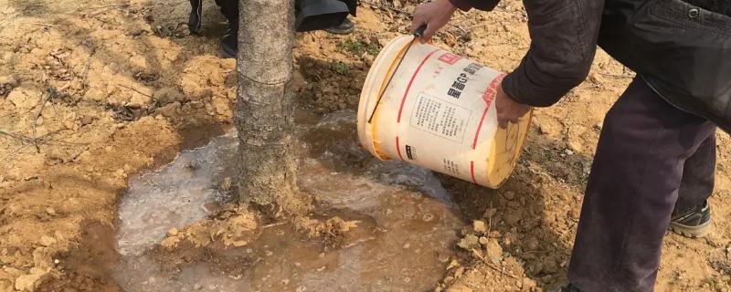 吡虫啉灌根能杀虫卵吗