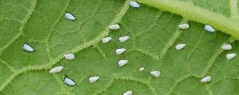 吡虫啉主要杀什么虫