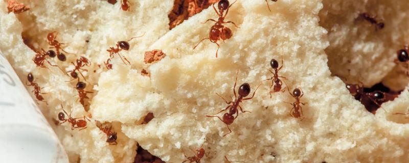 吡虫啉杀蚂蚁吗