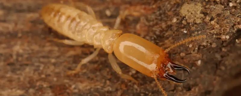 吡虫啉能杀白蚁吗