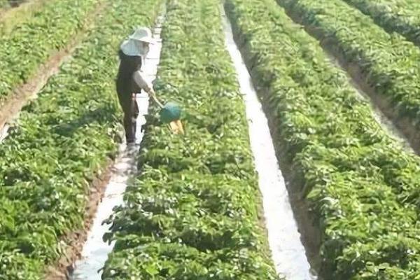 一株土豆留几根苗