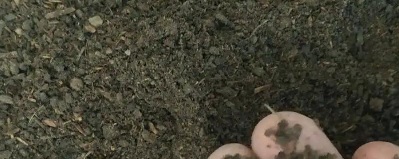 牛羊粪怎样发酵成有机肥