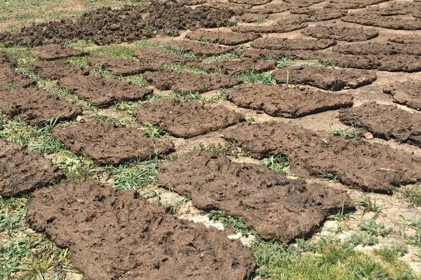 牛羊粪怎样发酵成有机肥